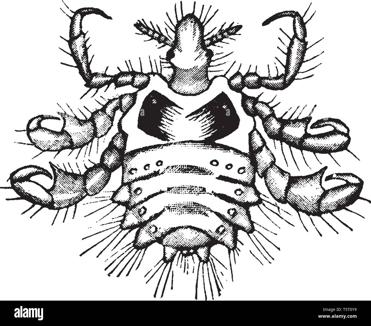 Pou du crabe est un insecte qui est un ectoparasite de l'homme exclusivement sur l'alimentation, le sang de dessin Ligne vintage ou gravure illustration. Illustration de Vecteur