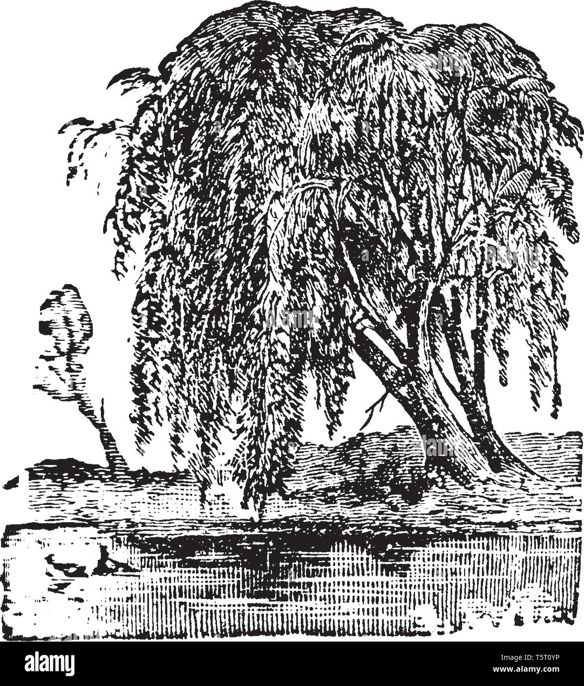 Une photo montrant un saule qui est une classe d'arbustes ou d'arbres du genre Salix, qui varient en taille d'arbustes que quelques centimètres de haut à Illustration de Vecteur