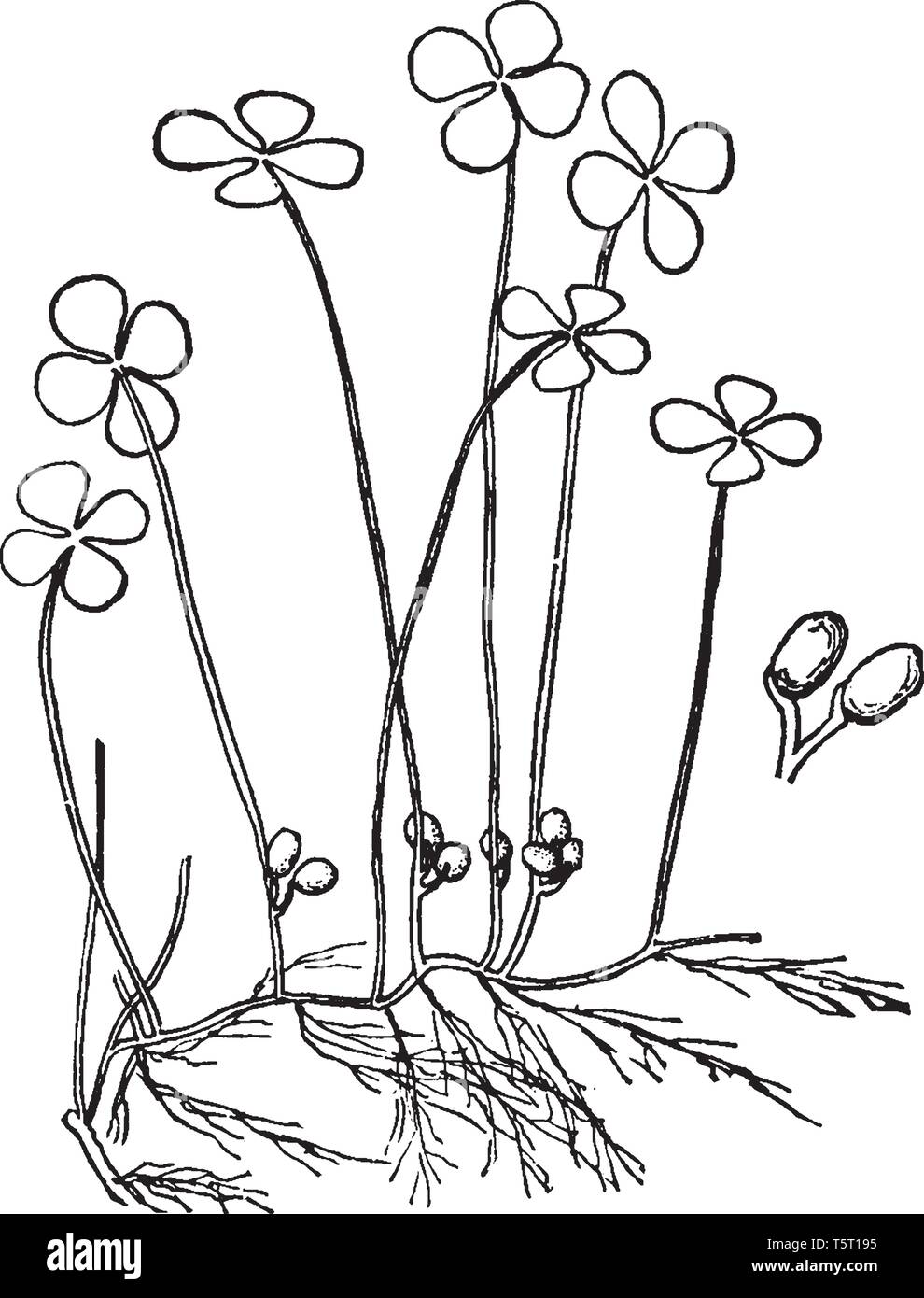 Marsilia est Quadrifoliata plantes trouvés dans le centre et le sud de l'Europe, le Caucase, la Sibérie occidentale, l'Afghanistan, au sud-ouest de l'Inde, Chine, Japon Illustration de Vecteur