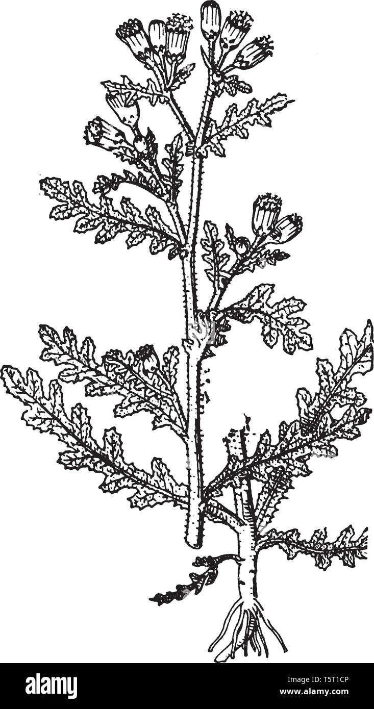 Senecio est un genre de la famille des Megophryidés qui inclut et ragworts groundsels vintage, dessin ou gravure illustration. Illustration de Vecteur