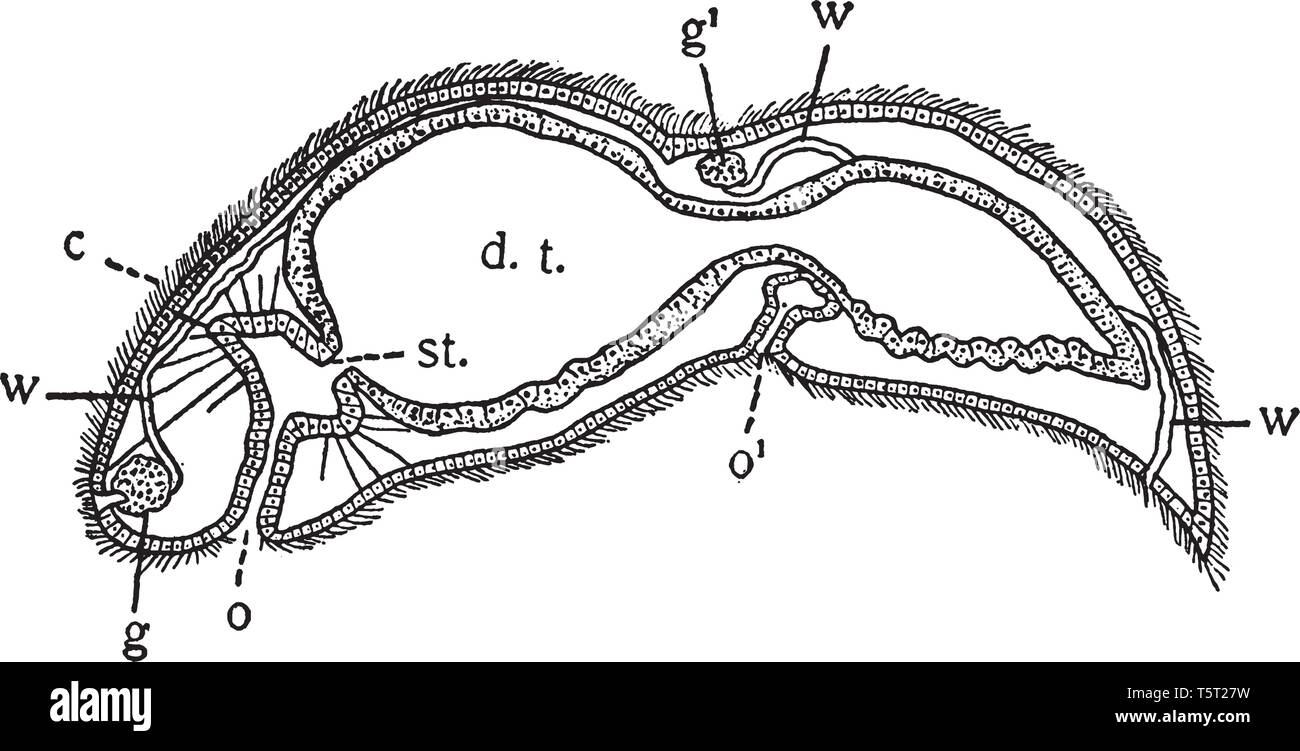 Stenostoma est une espèce d'et de la famille Eulimidae vintage, dessin ou gravure illustration. Illustration de Vecteur