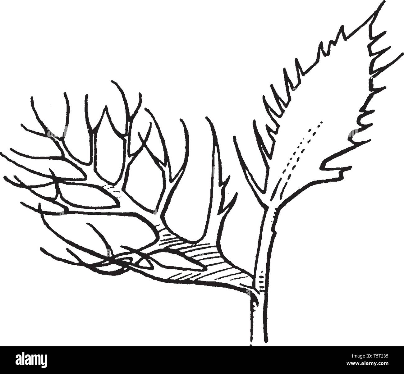 Notice d Neobeckia Plante, c'est rare, les membre de la famille de la moutarde, vintage dessin ou gravure illustration. Illustration de Vecteur