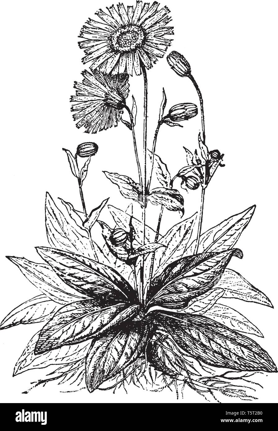C'est une plante de tabac de montagne contient des fleurs jaunes, vintage dessin ou gravure illustration. Illustration de Vecteur