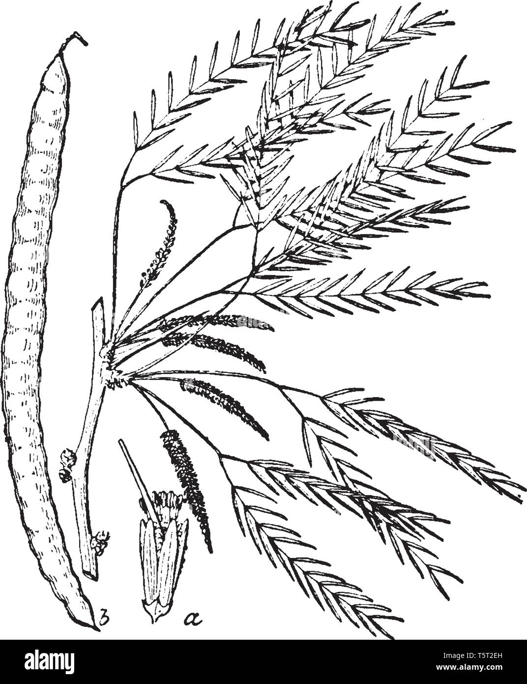 Dans ce photo Mesquite plante contient plus de 40 espèces de petits arbres légumineux. Il est presque cylindrique, droit ou courbé ou tordu, vintage li Illustration de Vecteur