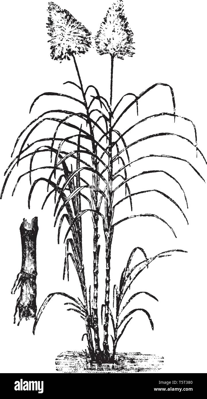 Une photo montre la canne à sucre. C'est vrai vivaces hautes herbes du genre Saccharum, tribu Andropogoneae, originaire des régions tempérées chaudes à t Illustration de Vecteur