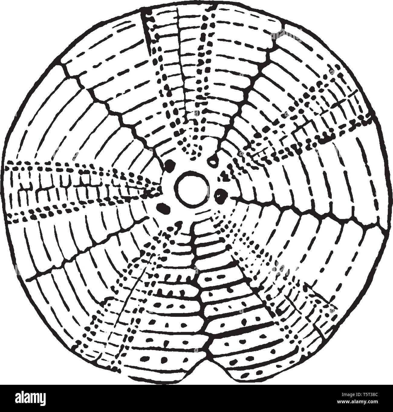 Les oursins sont des échinodermes et leur coque est principalement composé de plaques calcaires, vintage dessin ou gravure illustration. Illustration de Vecteur