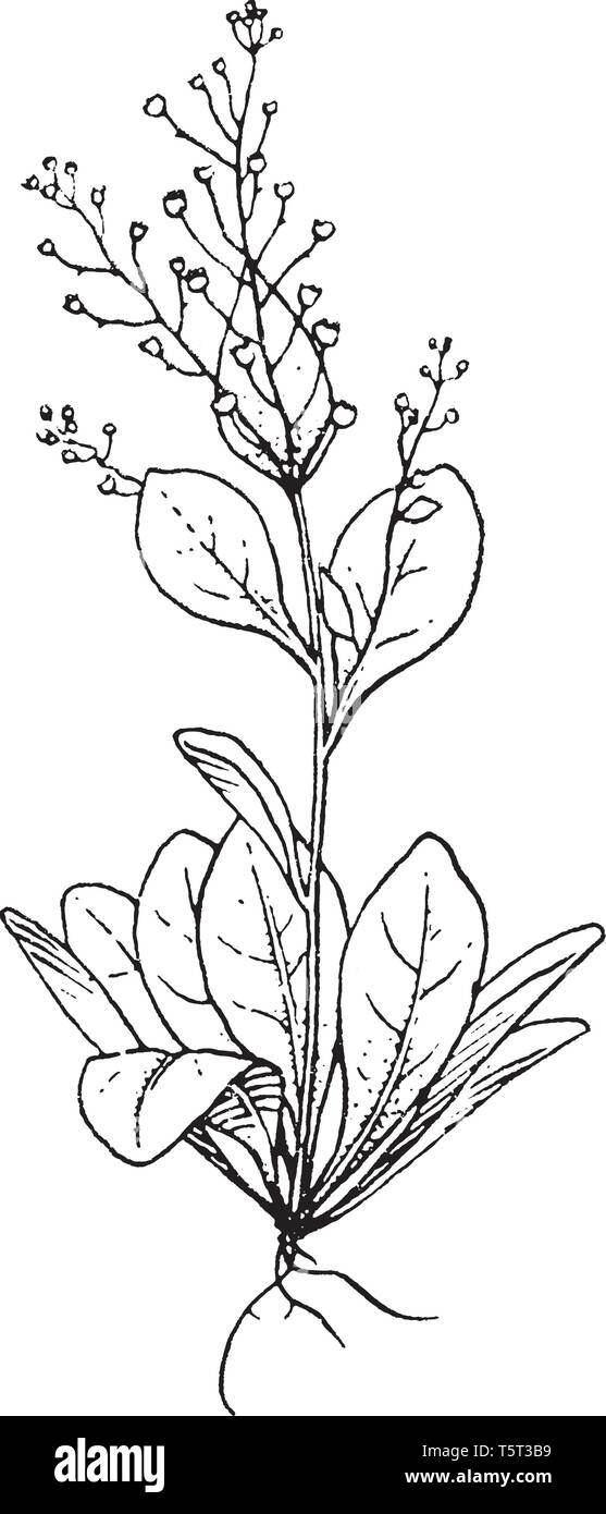 Une photo de Samalus plante. Les feuilles sont de forme ovale, et petite fleur fleurs sont sur le haut de la tige, vintage dessin ou gravure illustration. Illustration de Vecteur