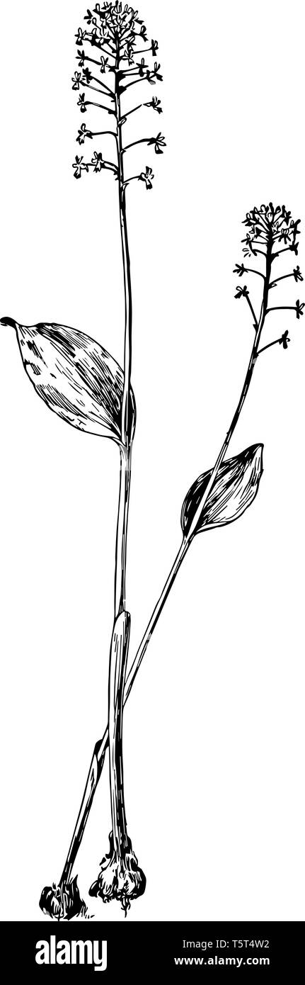 La bouche de vipère verte est une petite orchidée et n'a qu'une seule feuille, vintage dessin ou gravure illustration. Illustration de Vecteur