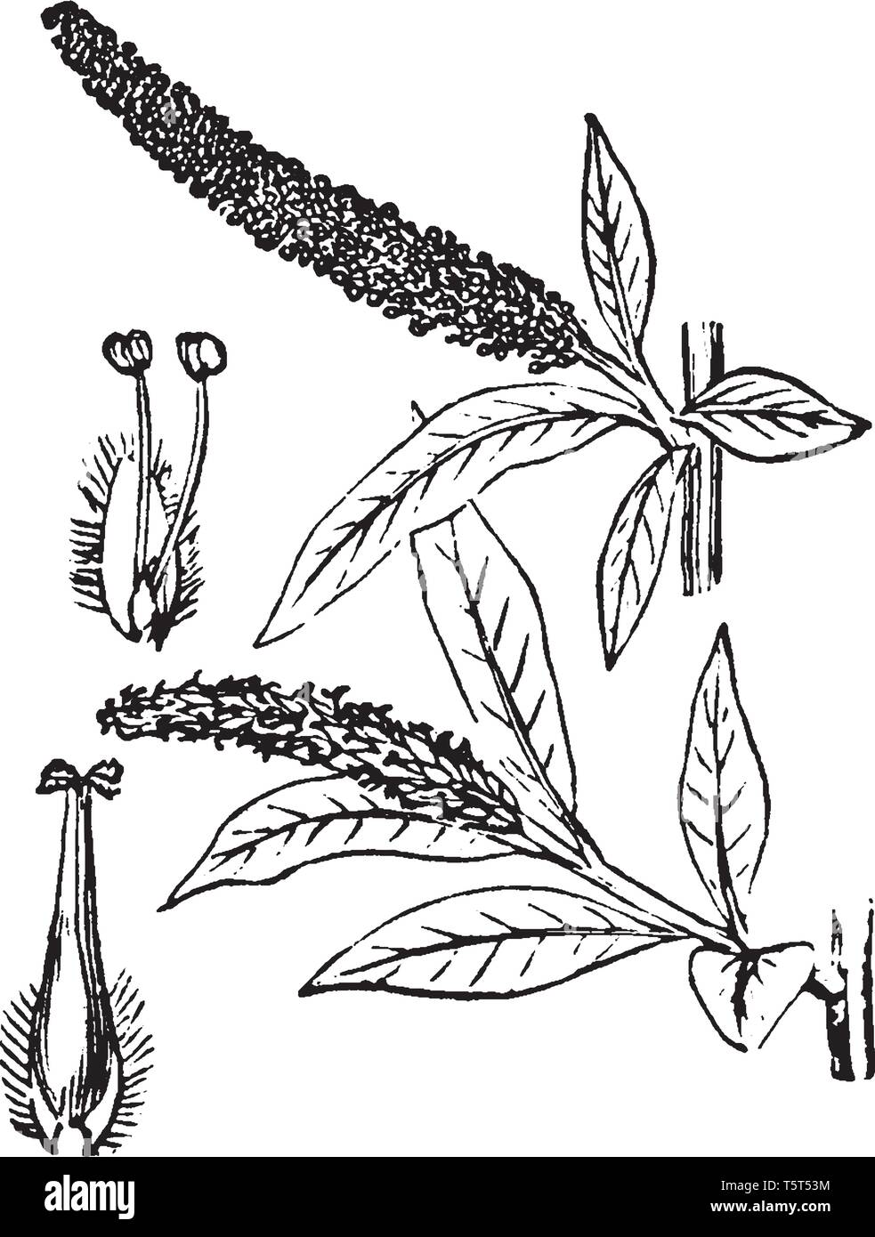 Une photo montrant les différentes parties de l'arbre de saule qui est une catégorie d'arbustes du genre Salix, qui varient en taille d'arbustes que de quelques centimètres Illustration de Vecteur
