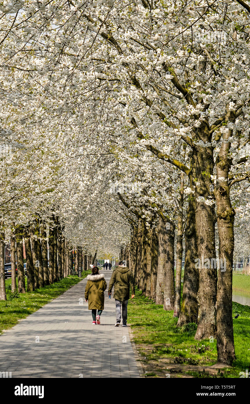 Rotterdam, Pays-Bas, le 14 avril 2019 : les gens marcher sur un sentier entre de grands arbres en fleurs blanches en Prinsenland neighborhood Banque D'Images