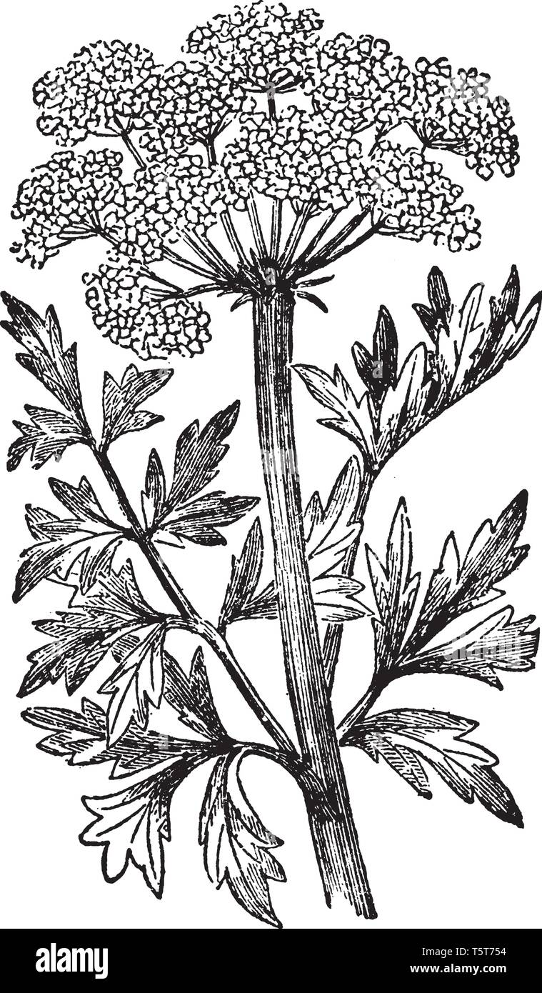 Une photo, c'est l'eau de la Pruche montrant Filipendule vulgaire. Il appartient à la famille des Apiacées. Elle est originaire d'une grande Briatin. Elle pousse dans un sol humide. Les fleurs d'un Illustration de Vecteur