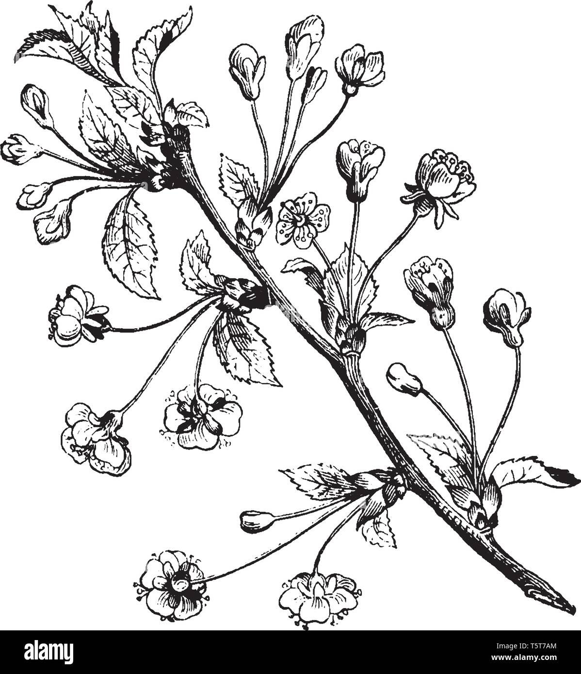 Une photo de la branche de poirier. La poire est un arbre fruitier de la famille rosacée, vintage dessin ou gravure illustration. Illustration de Vecteur