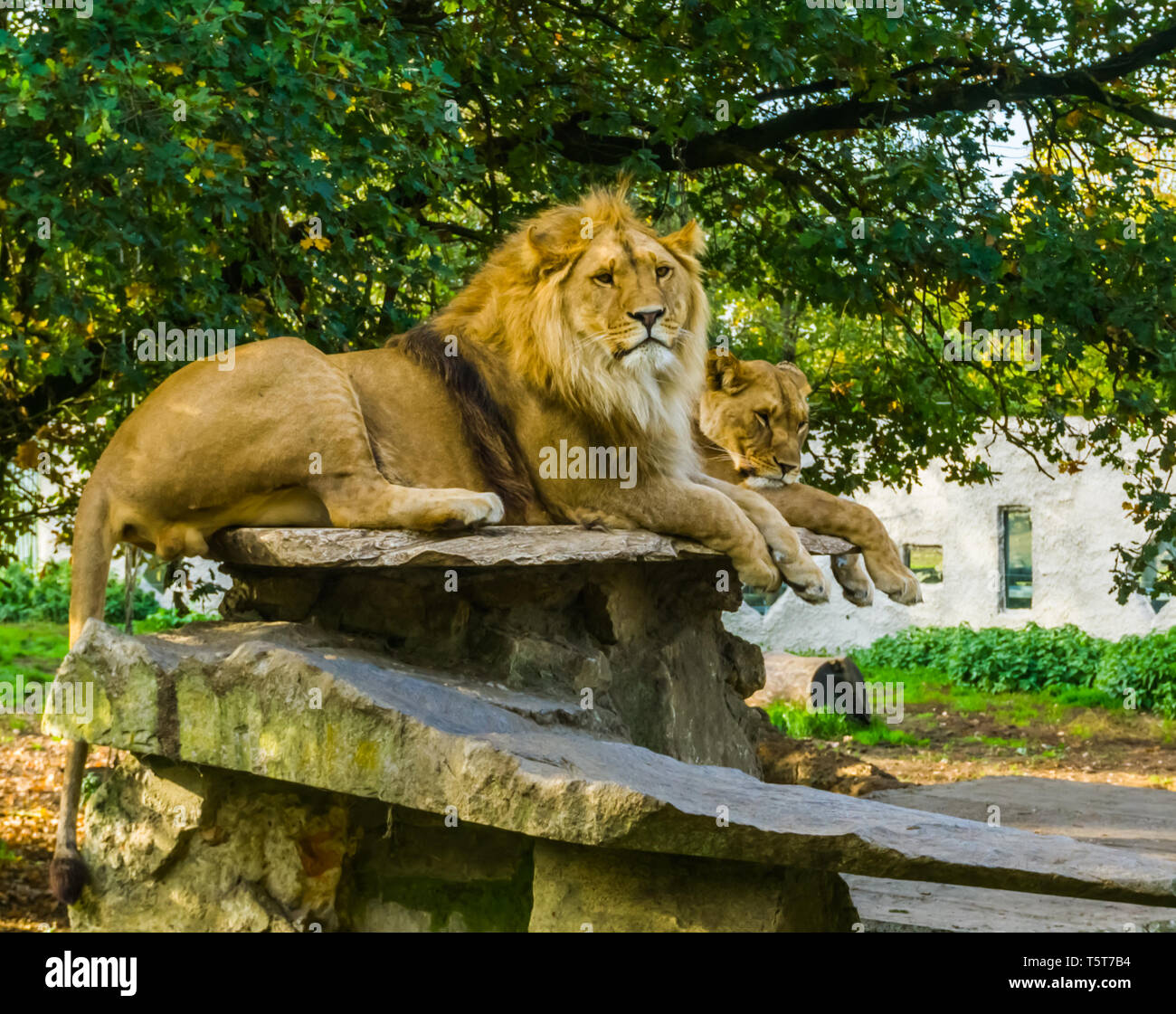Libre D Un Lion Male Et Femelle Ensemble Sur Un Rocher Couple Lion Le Chat Sauvage D Afrique D Espece Animale Avec Un Statut Vulnerable Photo Stock Alamy