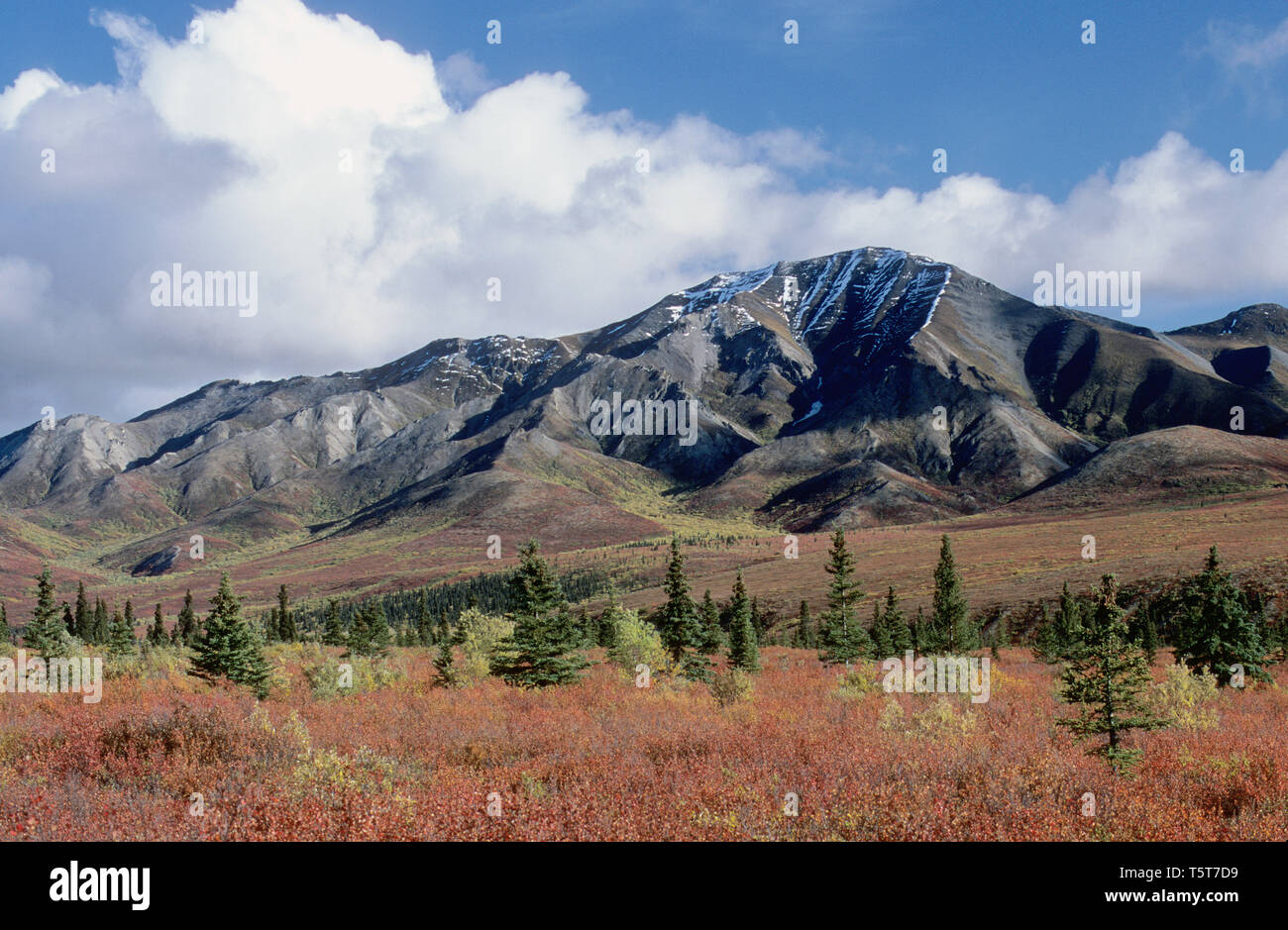 La couleur de l'automne dans le parc national Denali en Alaska Banque D'Images