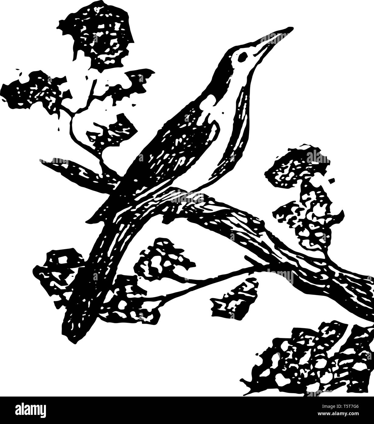 Oiseau moqueur est un passereau de la famille des Mimidae connu pour imiter les chants d'autres oiseaux et des sons vintage le schéma. Illustration de Vecteur