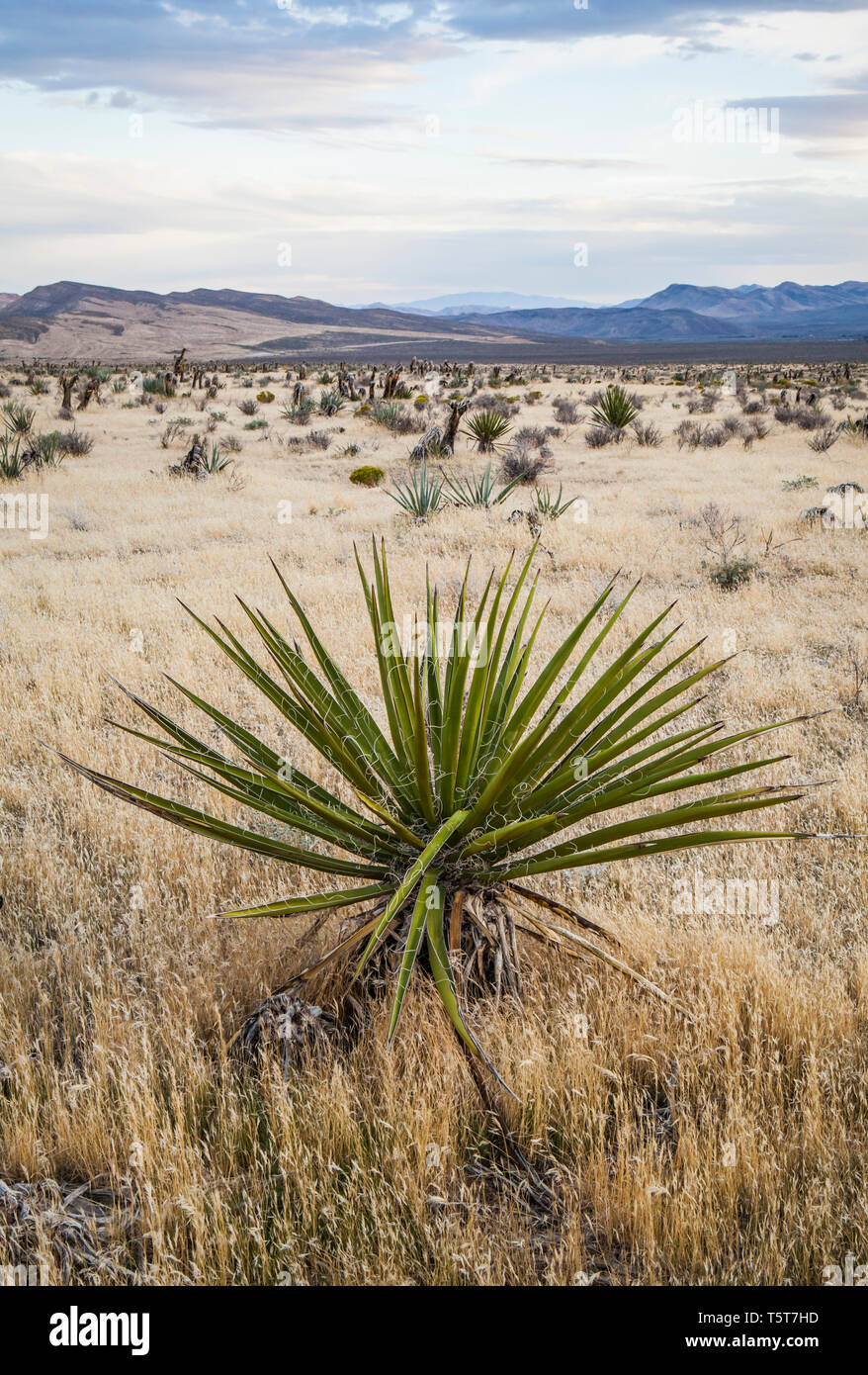 Yucca Mojave, Red Rock Canyon Conservation Area, Nevada, USA Banque D'Images