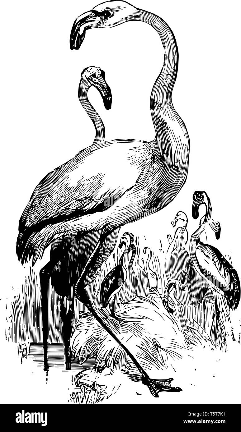 Les flamants roses grands oiseaux avec flexion vers l'arrière des genoux et plumes colorées purpled rouge vintage le schéma. Illustration de Vecteur