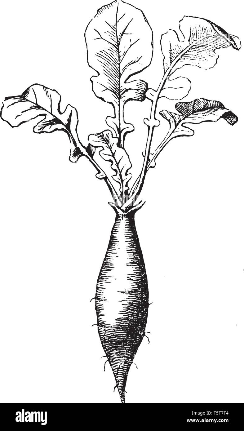 C'est une racine de radis. Principalement consommés comme légumes salade croquante. Racine de radis ont saveur piquante, vintage dessin ou gravure illustration. Illustration de Vecteur