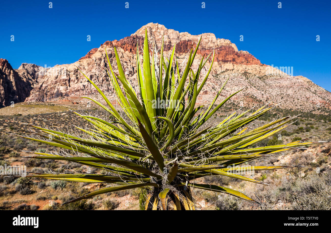 Un Yucca plante en face de la montagne Pont, Red Rock Canyon National Conservation Area, Nevada, USA. Banque D'Images
