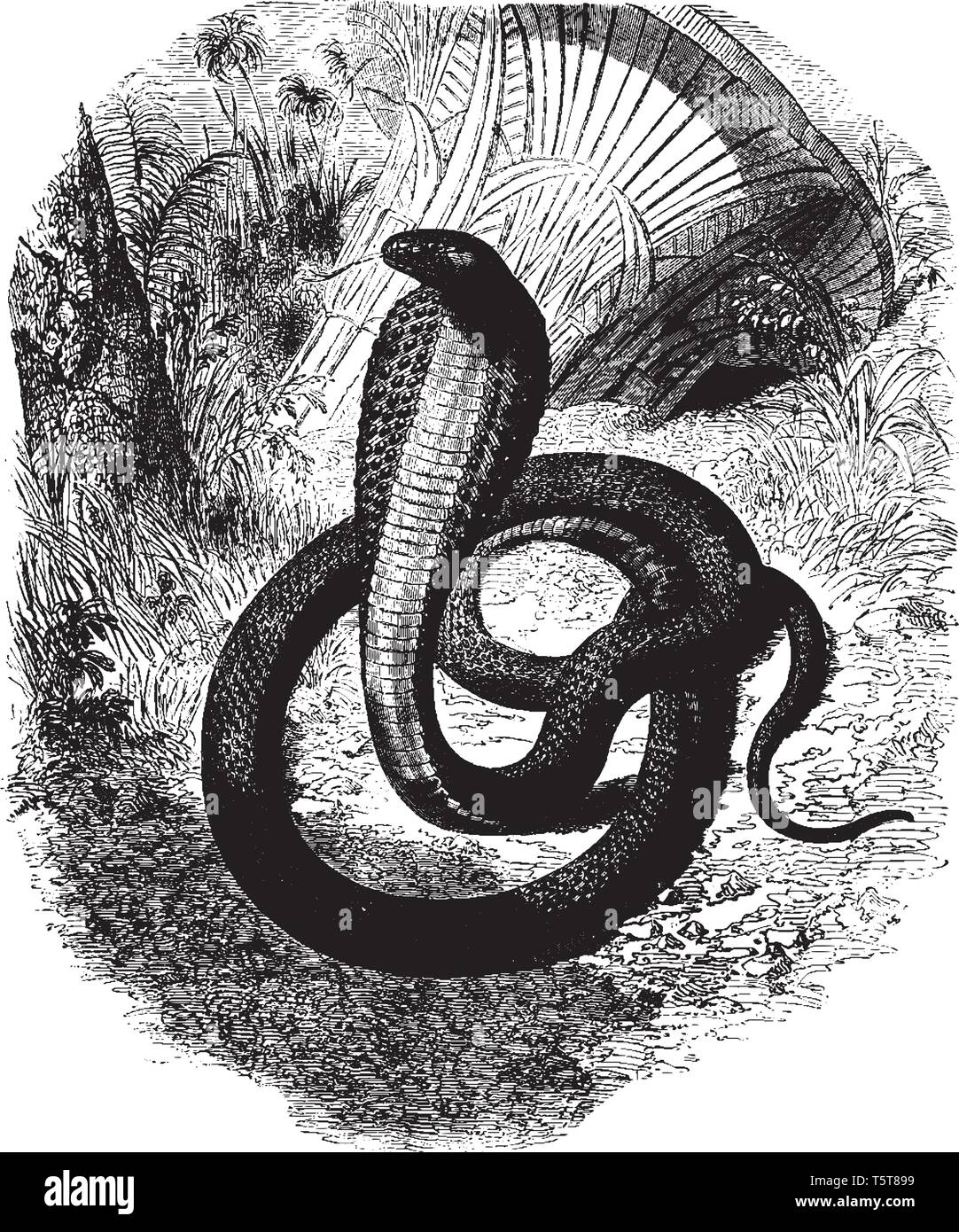 Haje Naia est une espèce de serpent africain à capuchon et l'asp a une morsure mortelle, vintage dessin ou gravure illustration. Illustration de Vecteur