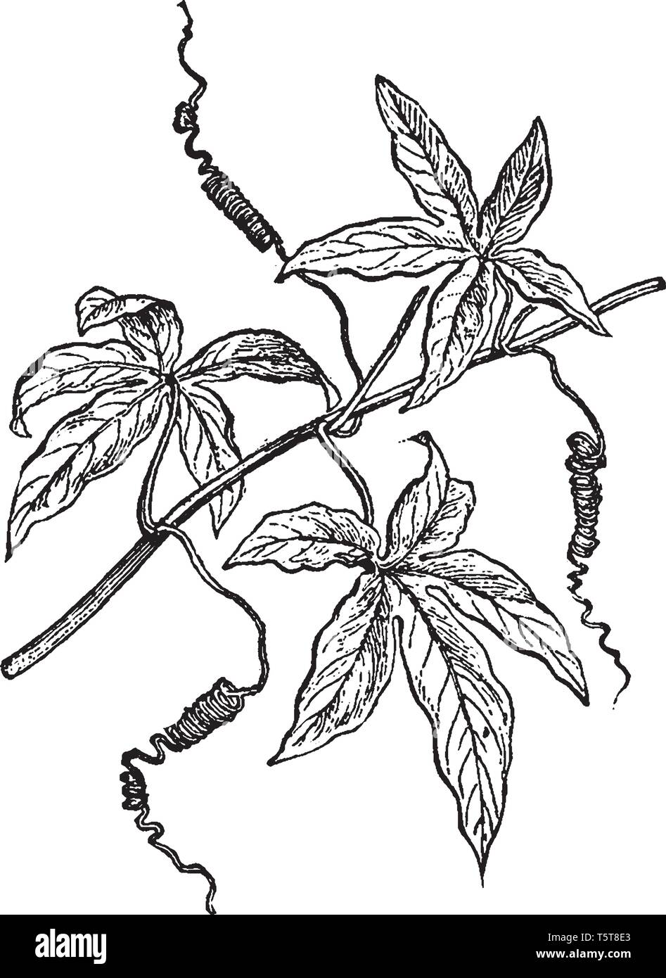 La branche d'une fleur de la Passion. Les plantes de culture sont grandi fils avec une succursale en haut qui permet à 3 ou 4 tiges horizontales d'être formés Illustration de Vecteur