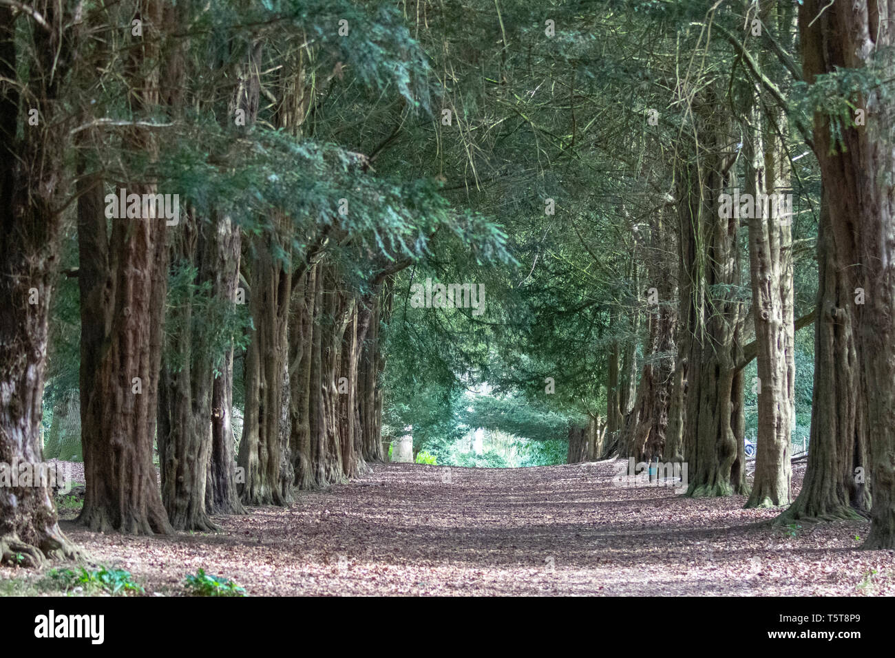 If arbre drive Banque de photographies et d’images à haute résolution — free download