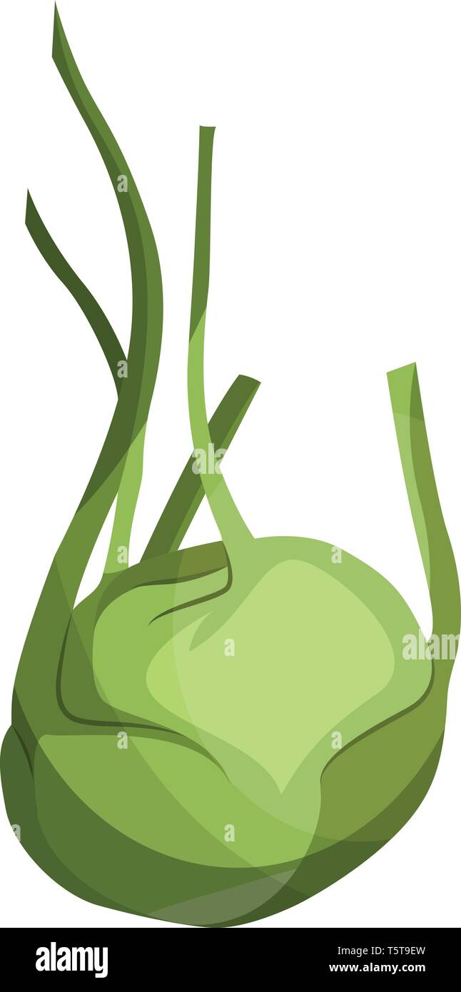 Illustration vecteur de chourave vert clair de légumes sur fond blanc. Illustration de Vecteur