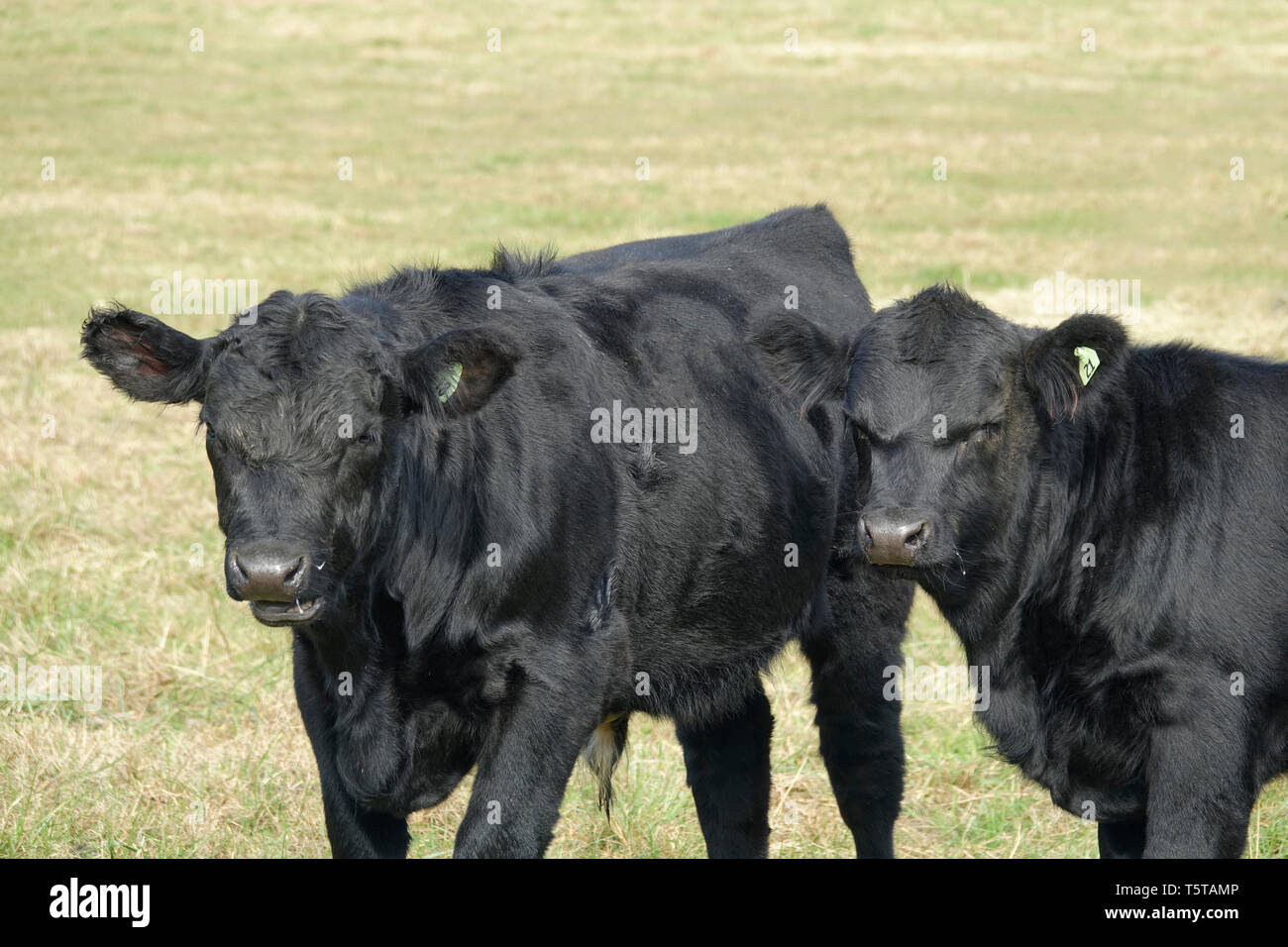 Deux vaches noires à la Colère Banque D'Images