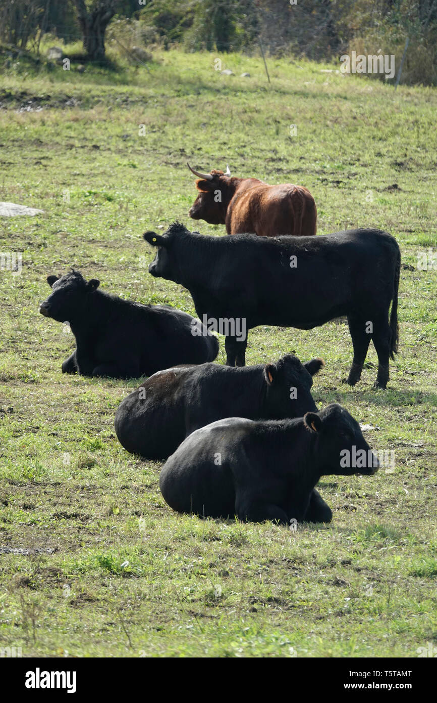 Quatre vaches noires et un Brown dans le Pâturage Pâturage Banque D'Images