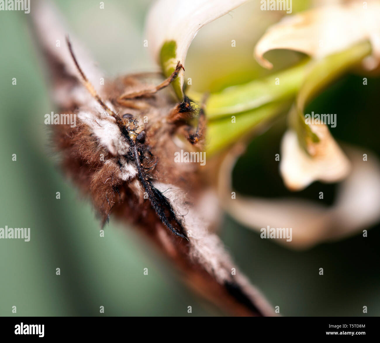 Fleurs et plantes dans le jardin botonics Banque D'Images