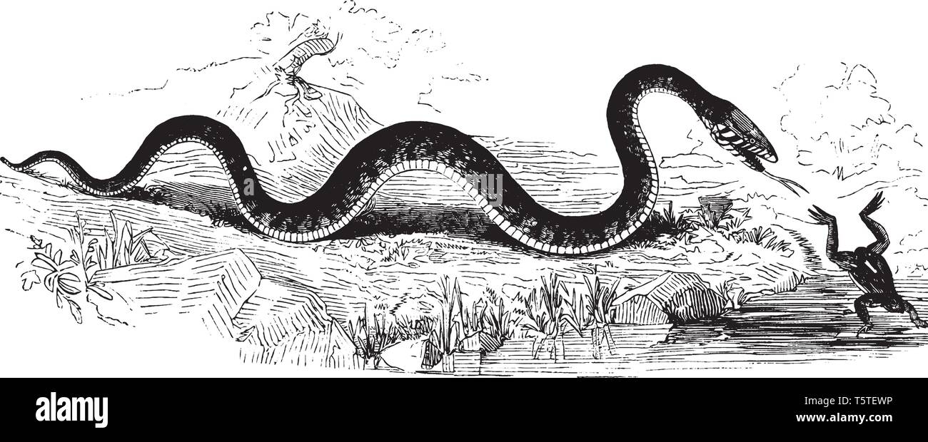 Cette illustration représente Serpent et grenouille où un serpent à pourchasser une grenouille, vintage dessin ou gravure illustration. Illustration de Vecteur