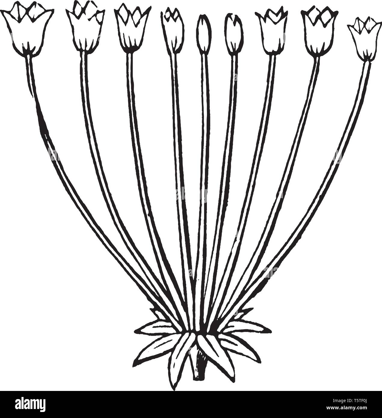 Une photo ou un schéma montrant l'ombelle arrangement de fleurs qui se compose d'un certain nombre de courtes tiges de fleurs qui s'est répandu à partir d'un point commun, certains Illustration de Vecteur