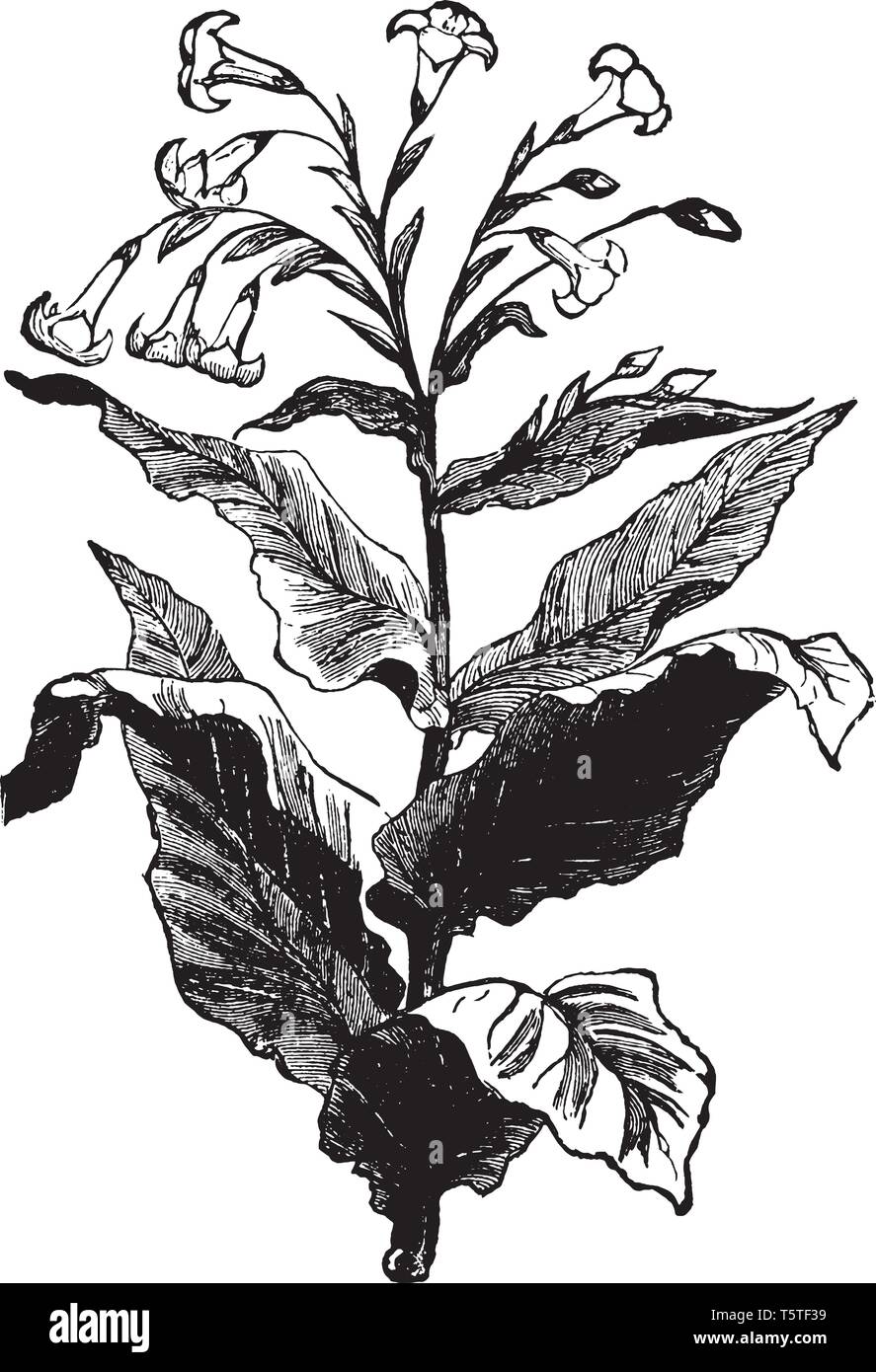 Plante de tabac est plante en fleurs. Les feuilles de tabac sont principalement utilisés pour les fumeurs de cigarettes, cigares et tabac à pipe, vintage dessin ou gravure Illustration de Vecteur
