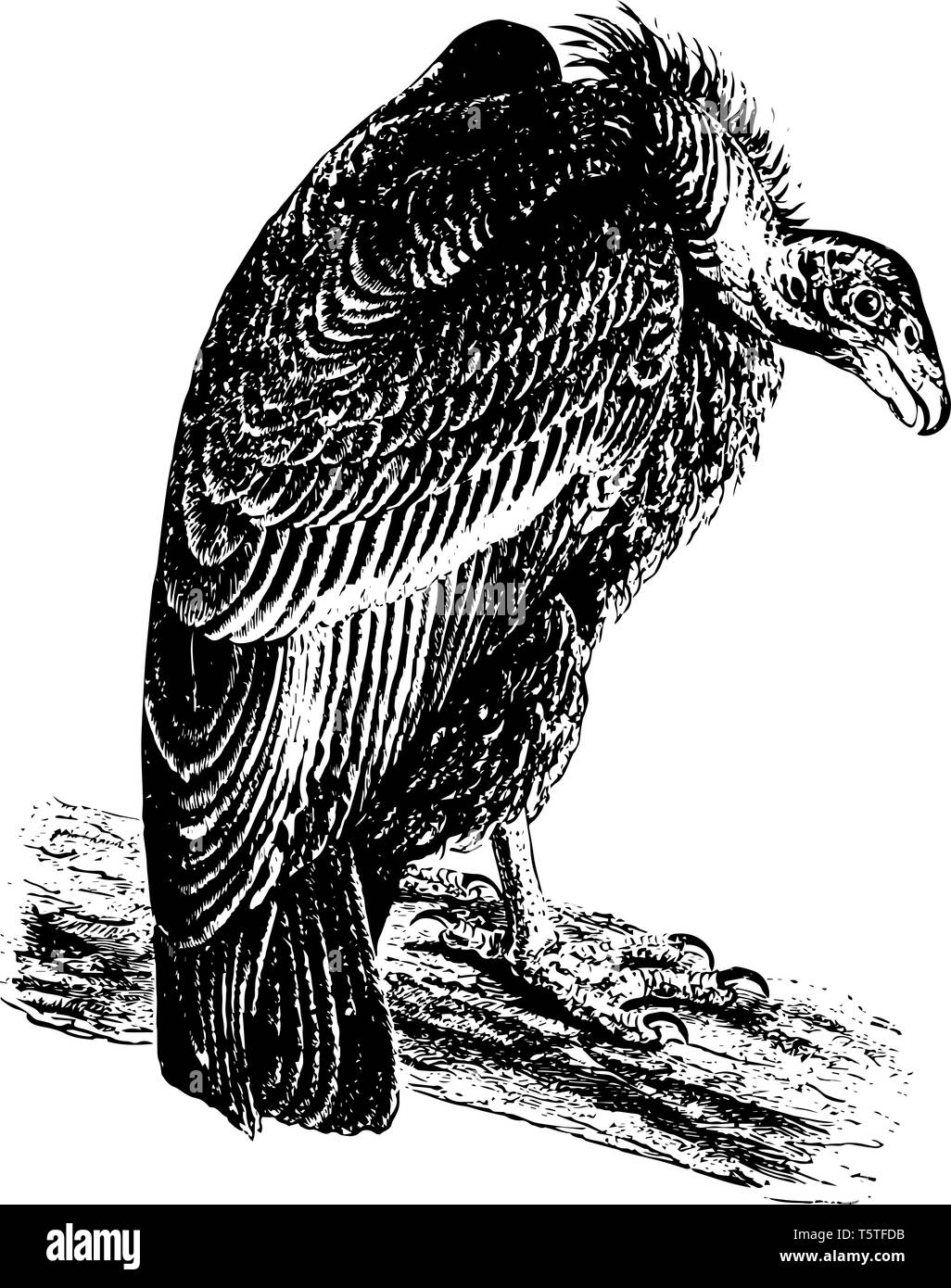 Condor de Californie plus grand oiseau en vol avec de grandes ailes noires et des yeux aussi connu comme symbole de puissance thunderbird'' vintage le schéma. Illustration de Vecteur
