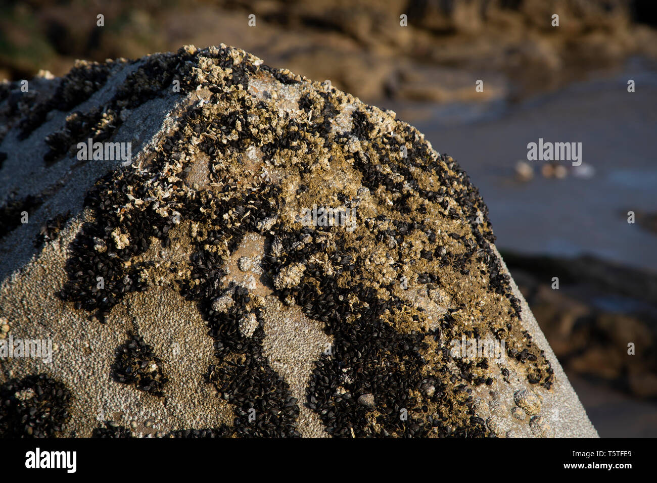 Les balanes et coquillages sur rock at beach Banque D'Images