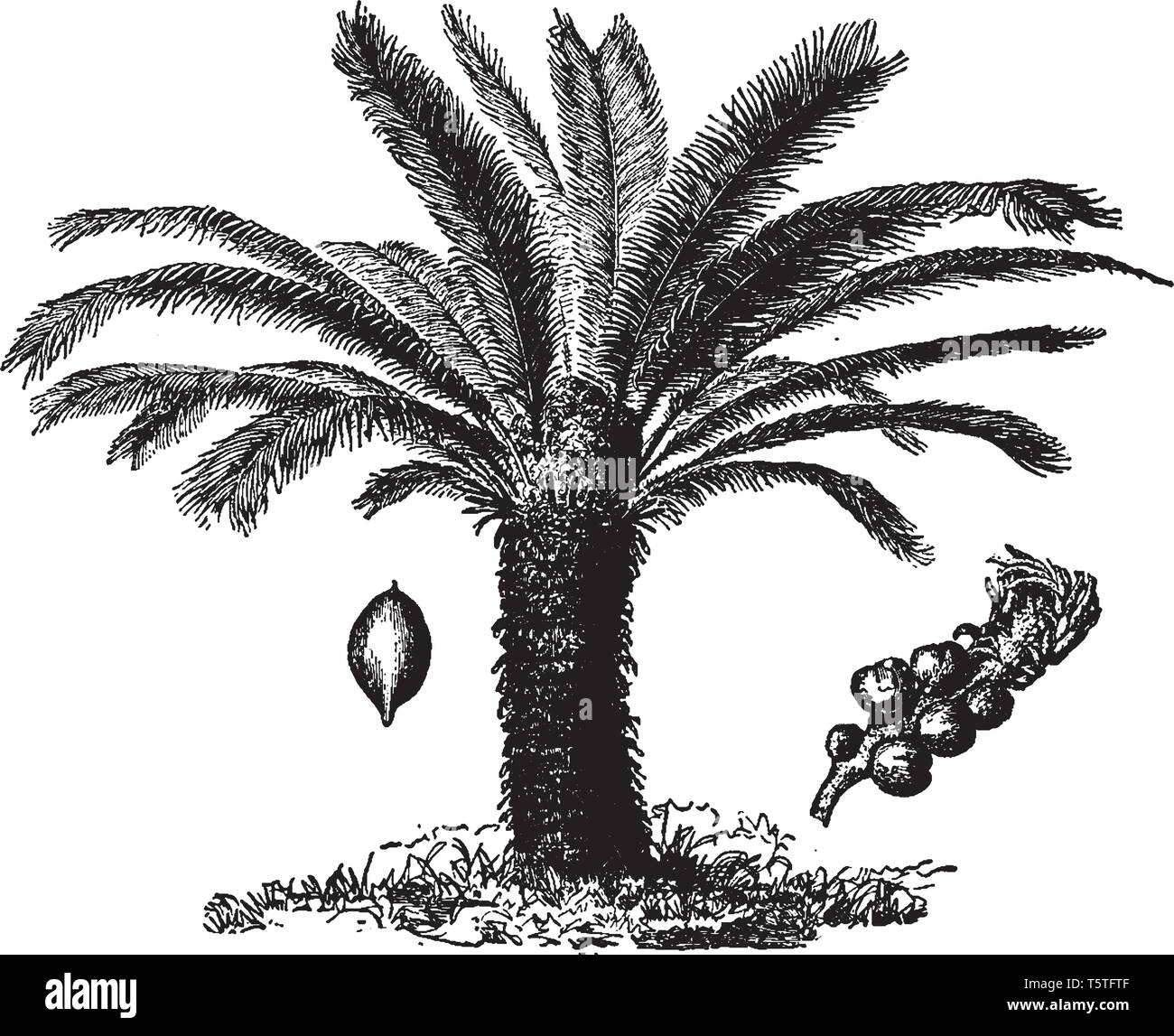 Une photo d'un sagoutier chinois. Sago palm est un nom commun pour plusieurs plantes qui sont utilisées pour produire un féculent connu sous le nom de sagou, vintage line dr Illustration de Vecteur