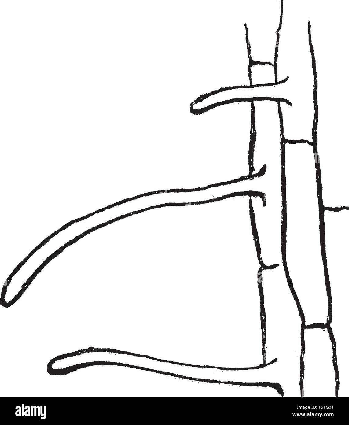 Une photo montrant les cellules d'une jeune racine de l'érable, des semis de dessin Ligne vintage ou gravure illustration. Illustration de Vecteur