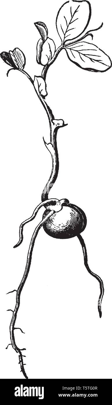 Cette image montre la germination de pois. La partie enracinée est en sous-sol et les partie est sur le terrain. Radical est sort de ce pois. Je couche supérieure Illustration de Vecteur