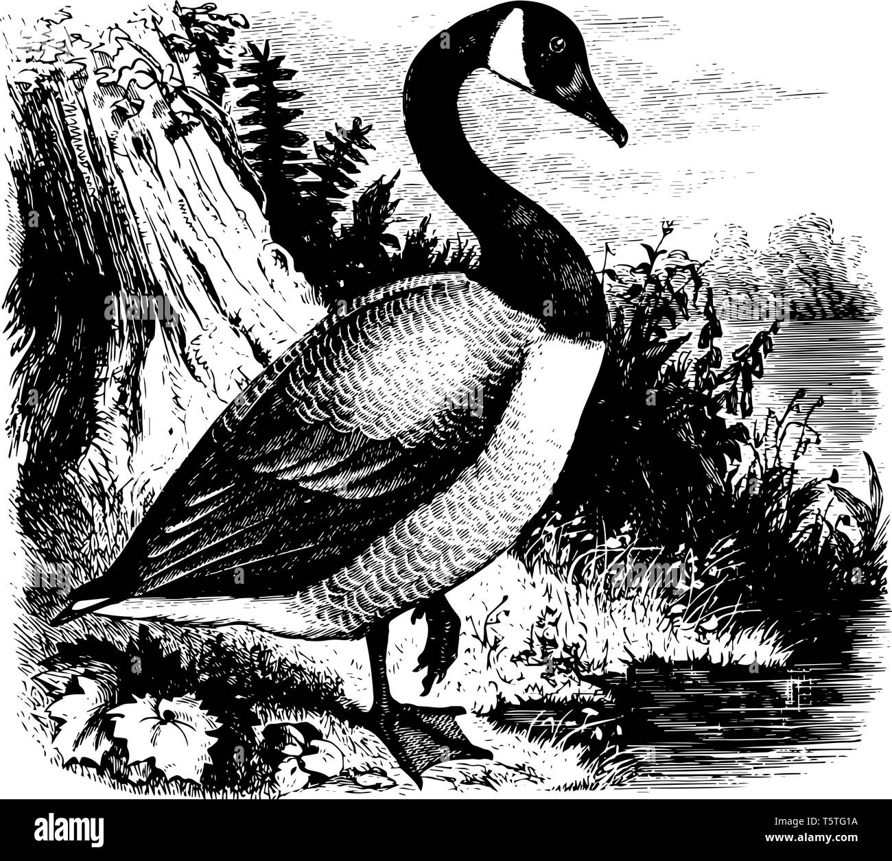 C'est un grand oiseau aux long cou noir et blanc corps. Ils nagent dans l'eau peu profonde avec cou sous l'eau. Ils mangent de l'herbe et de céréales ligne vintage drawin Illustration de Vecteur