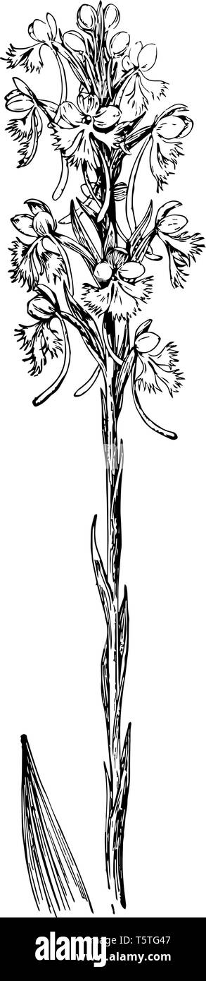 Habenaria leucophaea ou Platanthera leucophaea, également connu sous le nom de prairie frangée platanthère blanchâtre de l'Est ou. Il s'agit d'espèces très rares Illustration de Vecteur