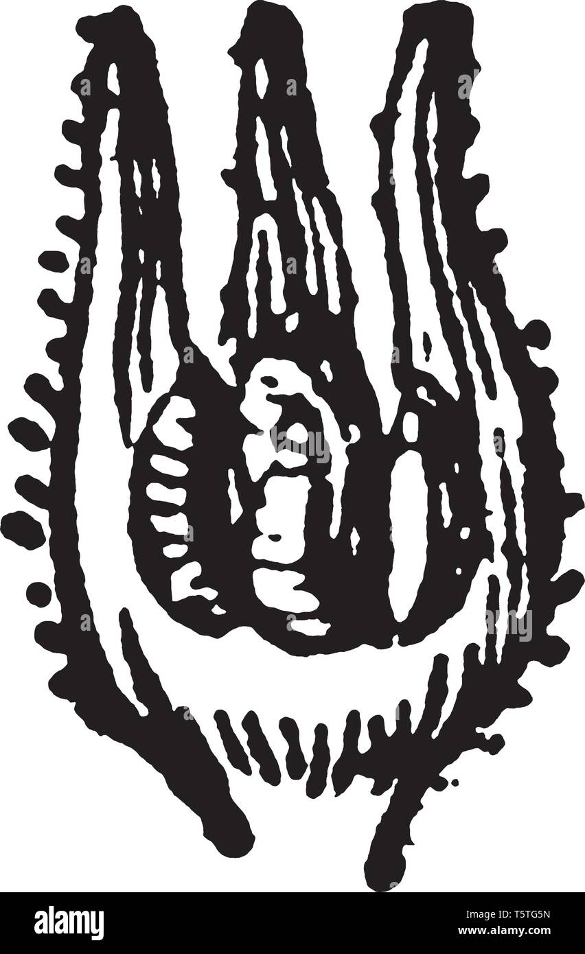 Vue de la centrale Viper Vipérine commune. Un flamboyant fleur sauvage des banques et des dunes sèches. En Serpentine comparution, il était autrefois utilisé comme anti-venin pour bites f Illustration de Vecteur