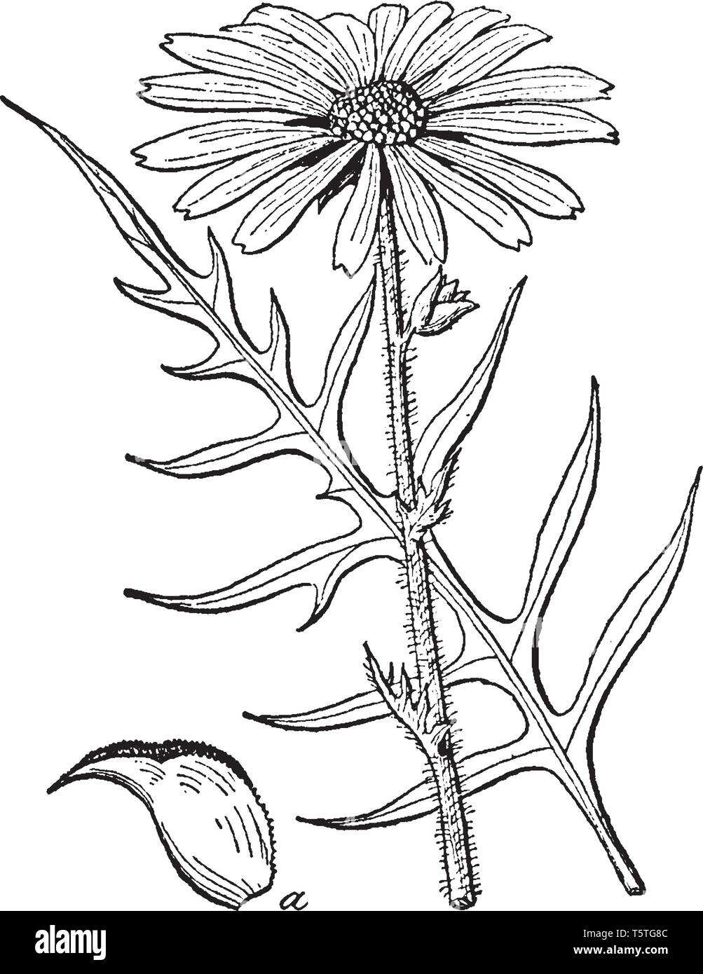 Silphium integrifolium est espèce de plantes de la famille des Astéracées. Ses noms communs : ensemble de feuilles rosinweed. C'est plantes vivaces herbacées g Illustration de Vecteur