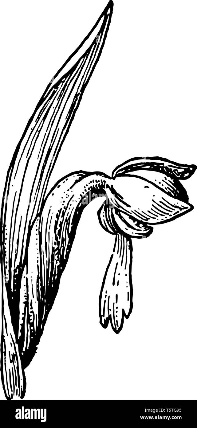 H. Bracteata est appartient à la famille des orchidées Orchidaceae et indigènes de tous les continents sauf l'Antarctique, vintage dessin ou gravure illustrati Illustration de Vecteur