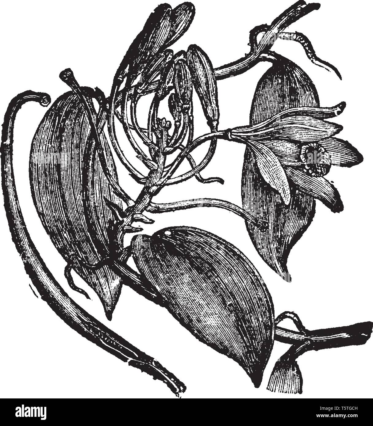 Vanilla planifolia vanille est une espèce d'orchidée. Les fleurs sont de couleur vert-jaune, d'un diamètre de 5 cm. Les plantes sont auto-fertiles, vintage line led Illustration de Vecteur