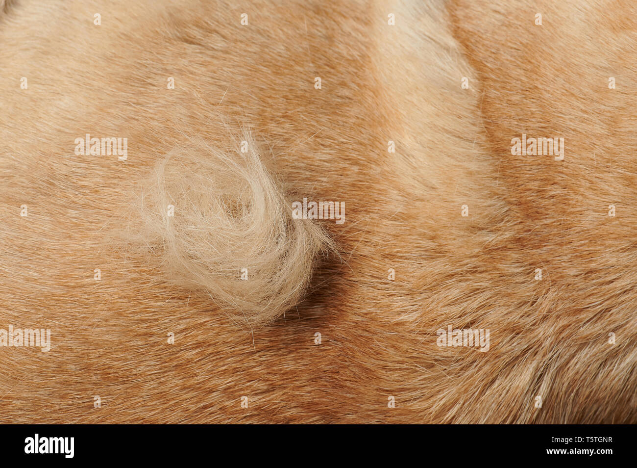 Morceau de fourrure animale sur fond marron poils de chien Banque D'Images
