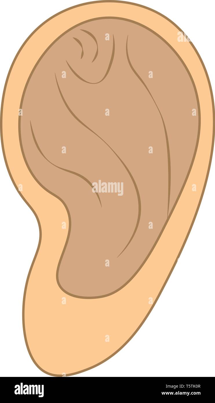 Anatomie de l'oreille humaine ou vecteur illustration couleur Illustration de Vecteur