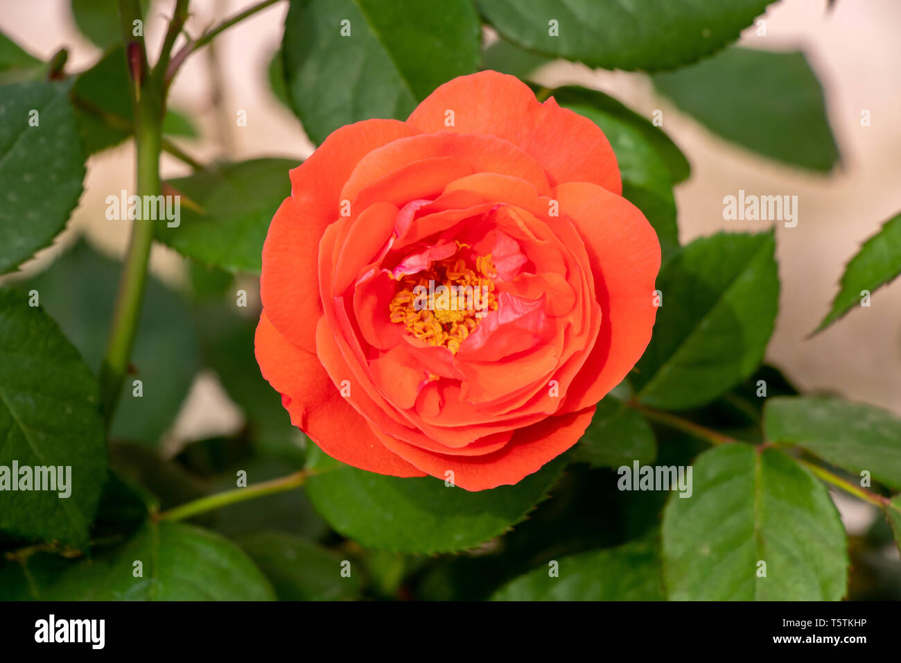 Belle rose rouge tenir à la main sur fond vert flou Banque D'Images