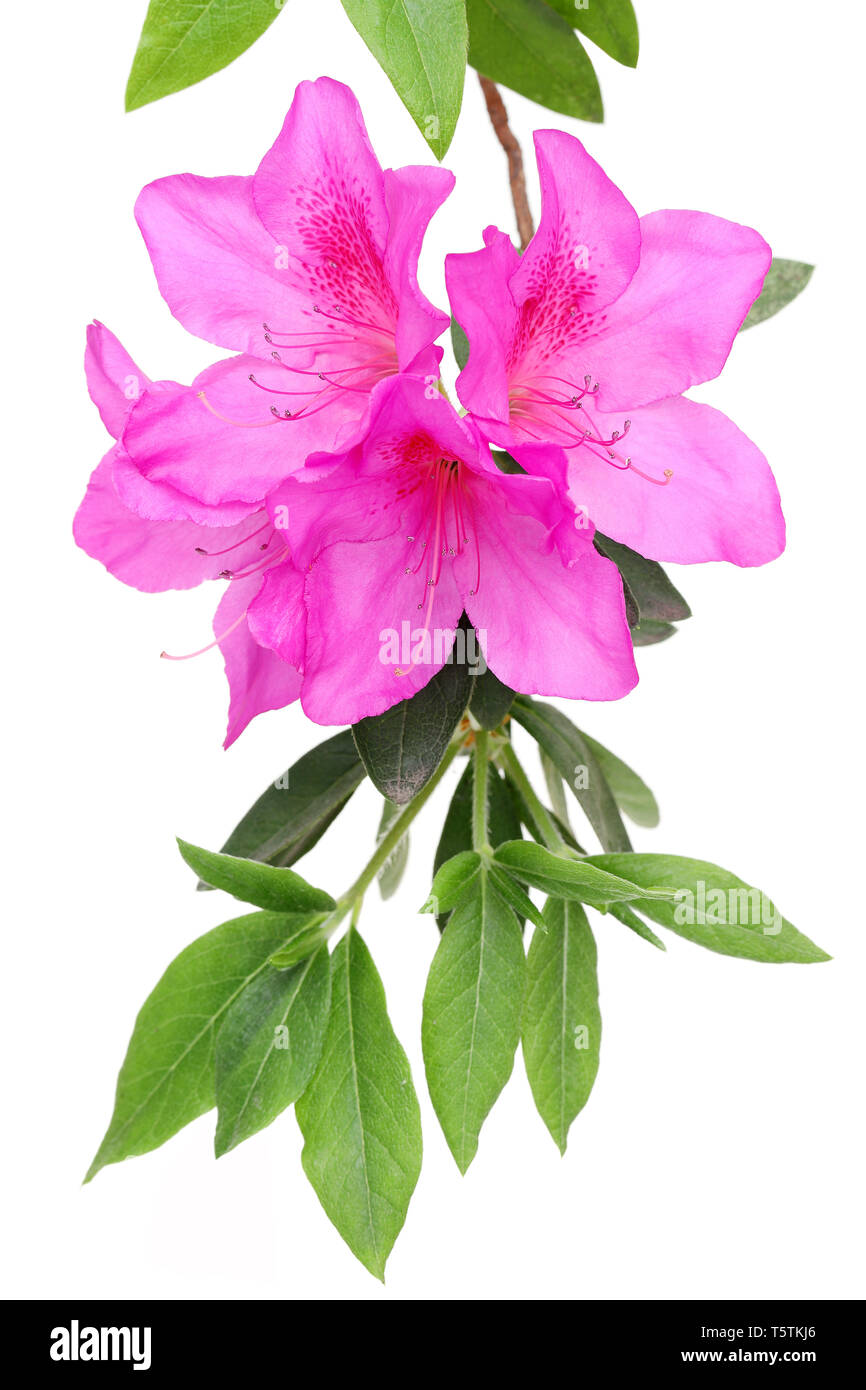 Photo d'un mauve en fleurs fleurs azalées isolé sur fond blanc Banque D'Images Photo d'un mauve en fleurs fleurs azalées isolé sur fond blanc Banque D'Images