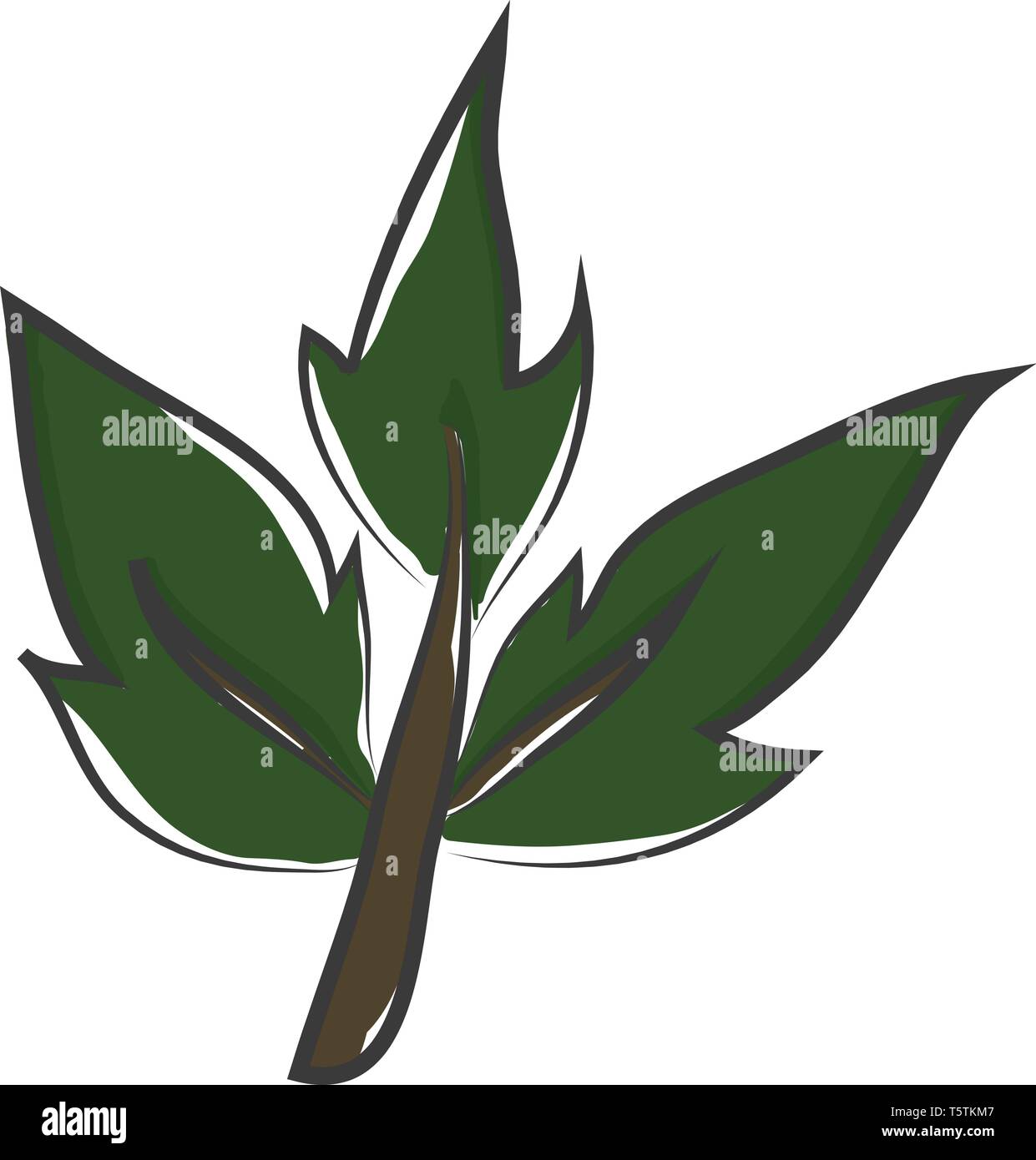 La tige d'une plante à l'échelle trois feuilles vertes qui ont brucelles vector dessin en couleur ou de l'illustration Illustration de Vecteur