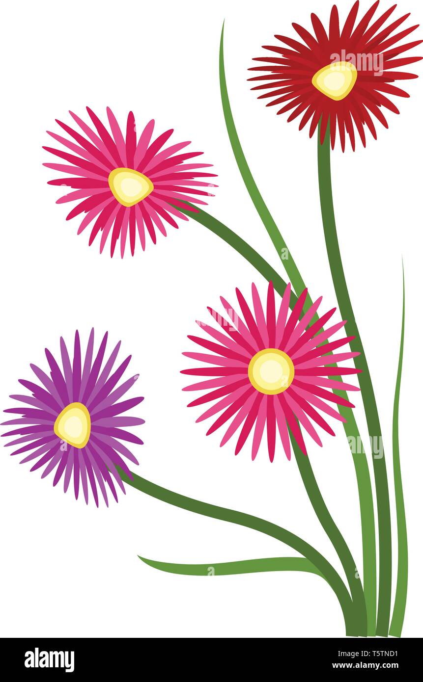 Vector illustration d'orange et violet fleurs aster rouge sur fond blanc. Illustration de Vecteur